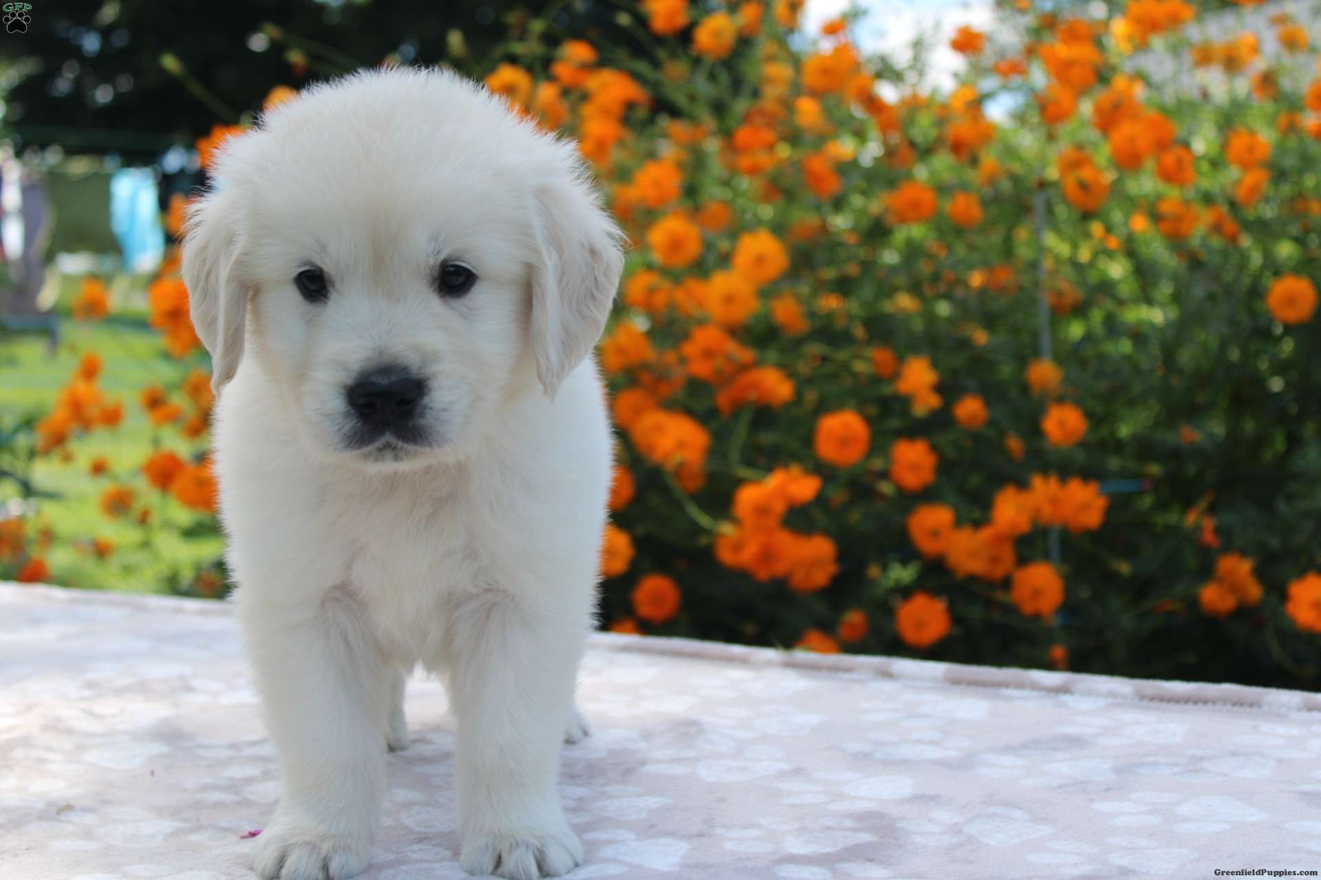 Nemo Golden Retriever Puppy For Sale in Ohio